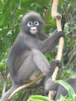 Dusky Langur on limb.JPG (104 KB)